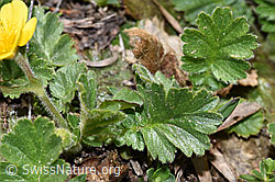 F210199: Gemeine Berg-Nelkenwurz (Geum montanum)