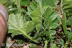 F210203: Gemeine Berg-Nelkenwurz (Geum montanum)