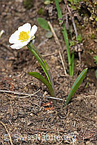 Pyrenäen-Hahnenfuss (Ranunculus kuepferi) (F210207) Pyrenäen-Hahnenfuss (Ranunculus kuepferi) (F210207)