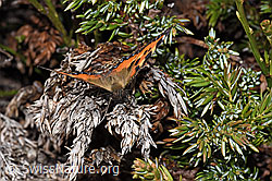 F210233: Kleiner Fuchs (Aglais urticae)