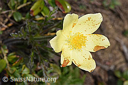 F210247: Schwefel-Anemone (Pulsatilla alpina ssp. apiifolia)