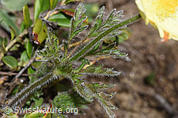 F210249: Schwefel-Anemone (Pulsatilla alpina ssp. apiifolia)