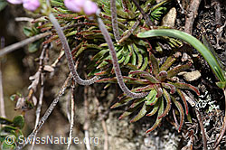 Foto: Fleischroter Mannsschild (Androsace puberula)