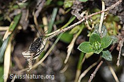 F210278: Schwarze Getreideblattwespe (Dolerus nitens)