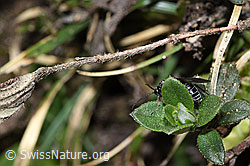 F210282: Schwarze Getreideblattwespe (Dolerus nitens)