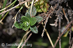F210284: Schwarze Getreideblattwespe (Dolerus nitens)
