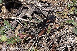 Frühlings-Wegwespe (Anoplius viaticus) mit Bärtiger Scheintarantel (Alopecosa accentuata) (F210299) Frühlings-Wegwespe (Anoplius viaticus) mit Bärtiger Scheintarantel (Alopecosa accentuata) (F210299)