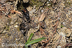 Frühlings-Wegwespe (Anoplius viaticus) mit Bärtiger Scheintarantel (Alopecosa accentuata) (F210308) Frühlings-Wegwespe (Anoplius viaticus) mit Bärtiger Scheintarantel (Alopecosa accentuata) (F210308)