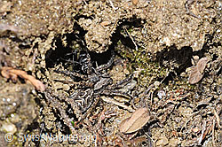 Frühlings-Wegwespe (Anoplius viaticus) mit Bärtiger Scheintarantel (Alopecosa accentuata) (F210314) Frühlings-Wegwespe (Anoplius viaticus) mit Bärtiger Scheintarantel (Alopecosa accentuata) (F210314)