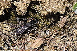 Frühlings-Wegwespe (Anoplius viaticus) mit Bärtiger Scheintarantel (Alopecosa accentuata) (F210315) Frühlings-Wegwespe (Anoplius viaticus) mit Bärtiger Scheintarantel (Alopecosa accentuata) (F210315)