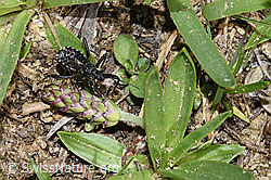 Foto: Mediterrane Mordwanze (Rhynocoris erythropus)
