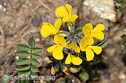 Foto: Dunkelgrüne Schmalbiene (Lasioglossum morio) auf Schopfigem Hufeisenklee (Hippocrepis comosa)
