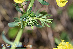 Zypressen-Wolfsmilch (Euphorbia cyparissias) (F210463) Zypressen-Wolfsmilch (Euphorbia cyparissias) (F210463)