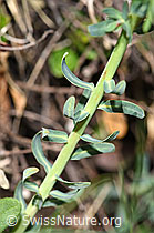 Zypressen-Wolfsmilch (Euphorbia cyparissias) (F210464) Zypressen-Wolfsmilch (Euphorbia cyparissias) (F210464)