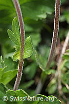 Gemeine Berg-Nelkenwurz (Geum montanum) (F210517) Gemeine Berg-Nelkenwurz (Geum montanum) (F210517)