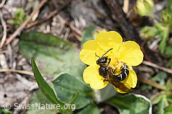 Rotbeinige Furchenbiene (Halictus rubicundus) auf Blume (F210528) Rotbeinige Furchenbiene (Halictus rubicundus) auf Blume (F210528)