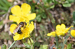 Rotbeinige Furchenbiene (Halictus rubicundus) auf Blume (F210534) Rotbeinige Furchenbiene (Halictus rubicundus) auf Blume (F210534)