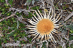 Silberdistel (Carlina acaulis ssp. caulescens) (F210610) Silberdistel (Carlina acaulis ssp. caulescens) (F210610)