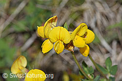 Gewöhnlicher Hornklee (Lotus corniculatus) (F211785) Gewöhnlicher Hornklee (Lotus corniculatus) (F211785)