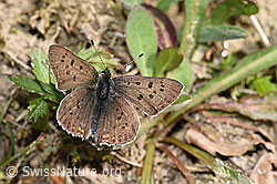 Foto: Brauner Feuerfalter (Lycaena tityrus)