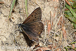 Foto: Brauner Feuerfalter (Lycaena tityrus)