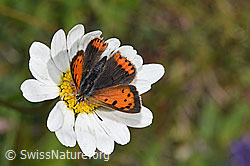 Kleiner Feuerfalter (Lycaena phlaeas) auf Rautenblättriger Glockenblume