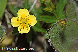 F211853: Blutwurz (Potentilla erecta)