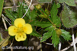 F211854: Blutwurz (Potentilla erecta)