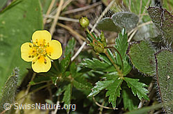 F211855: Blutwurz (Potentilla erecta)