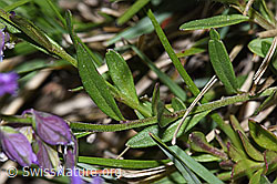 Gewöhnliche Kreuzblume (Polygala vulgaris ssp. vulgaris) (F211894) Gewöhnliche Kreuzblume (Polygala vulgaris ssp. vulgaris) (F211894)