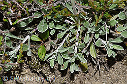 F211905: Gemeines Katzenpfötchen (Antennaria dioica)