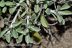 F211908: Gemeines Katzenpfötchen (Antennaria dioica)