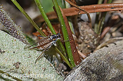 Foto: Rotbraune bepuderte Fichtenrindenlaus (Cinara pilicornis)