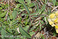 Foto: Echter Wundklee (Anthyllis vulneraria)