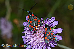 Gewöhnliches Widderchen (Zygaena filipendulae)