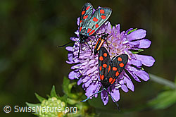 Foto: Gewöhnliche Widderchen (Zygaena filipendulae) auf Wald-Witwenblume (Knautia dipsacifolia)