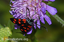 Foto: Gewöhnliche Widderchen (Zygaena filipendulae) auf Wald-Witwenblume (Knautia dipsacifolia)