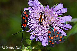 Foto: Gewöhnliche Widderchen (Zygaena filipendulae) auf Wald-Witwenblume (Knautia dipsacifolia)