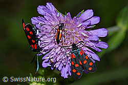 Foto: Gewöhnliche Widderchen (Zygaena filipendulae) auf Wald-Witwenblume (Knautia dipsacifolia)