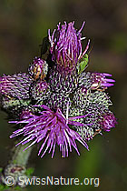 Foto: Grüne Distelwanze (Calocoris affinis) auf Sumpf-Kratzdistel (Cirsium palustre)