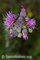 Foto: Grüne Distelwanze (Calocoris affinis) auf Sumpf-Kratzdistel (Cirsium palustre)