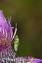 Foto: Grüne Distelwanze (Calocoris affinis) auf Sumpf-Kratzdistel (Cirsium palustre)