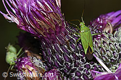 Foto: Grüne Distelwanze (Calocoris affinis) auf Sumpf-Kratzdistel (Cirsium palustre)