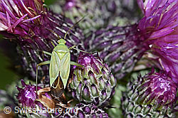 Foto: Grüne Distelwanze (Calocoris affinis) auf Sumpf-Kratzdistel (Cirsium palustre)