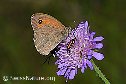 Mistbiene (Eristalis tenax) auf Wald-Witwenblume (Knautia dipsacifolia)