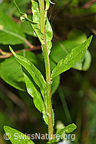 Foto: Einjähriges Berufkraut (Erigeron annuus)