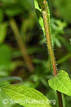 Foto: Einjähriges Berufkraut (Erigeron annuus)