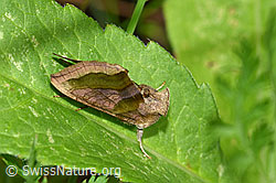 Foto: Messingeule (Diachrysia chrysitis)