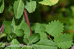 Foto: Kriechende Hauhechel (Ononis repens)