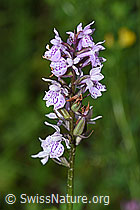 F217345: Fuchs
